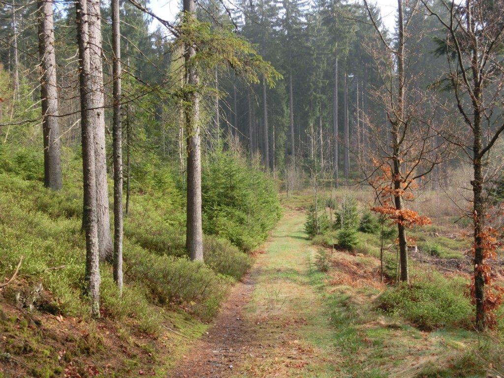 Pension Fohlenhof Frauenau Bagian luar foto