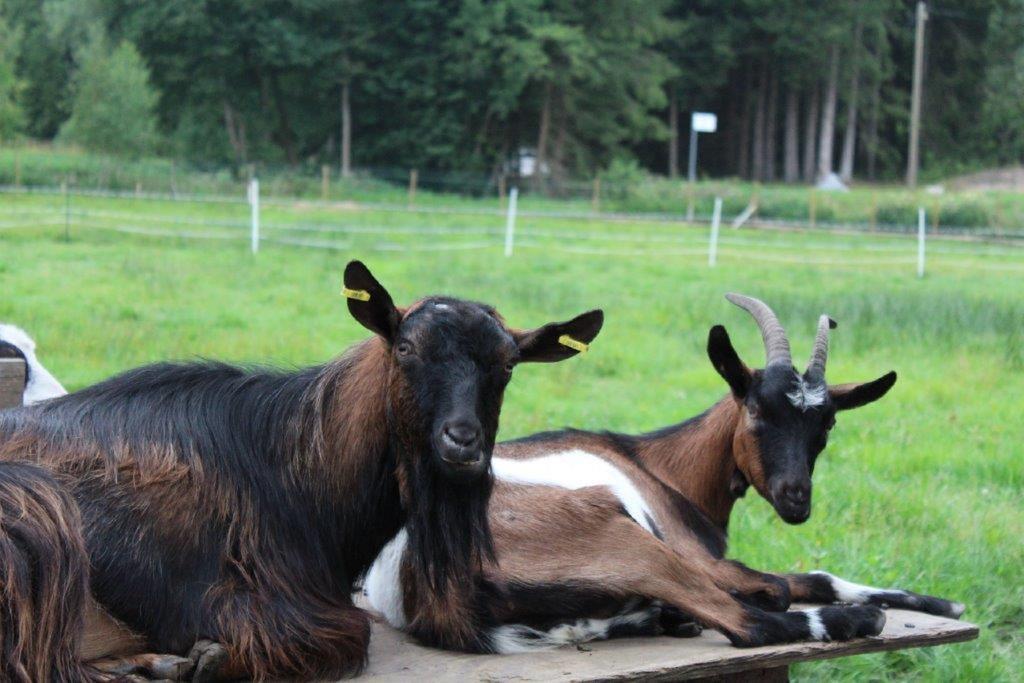 Pension Fohlenhof Frauenau Bagian luar foto
